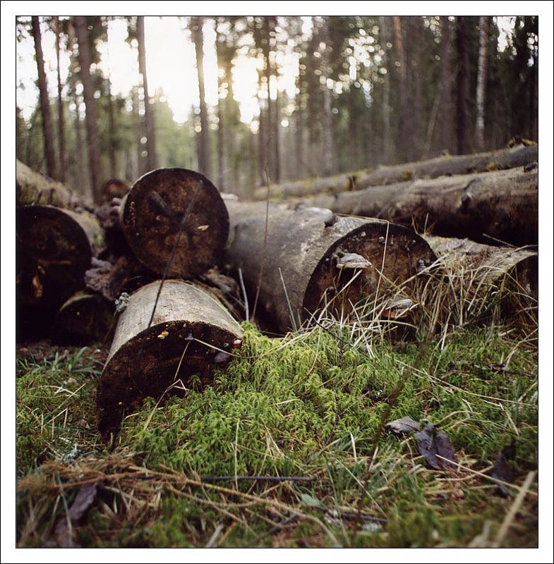 бревна ели лес лето мох Про бревна и ели фото превью