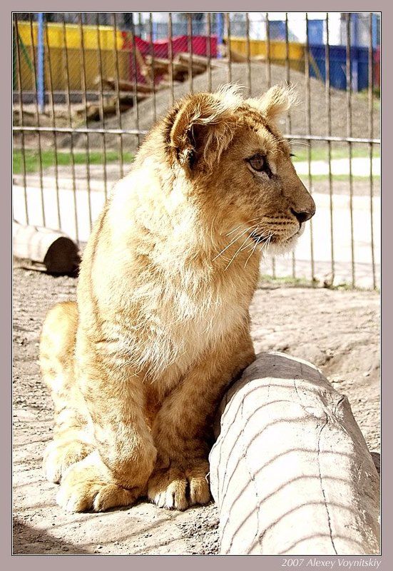 лев львенок Львенок фото превью