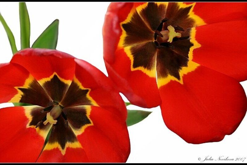 тюльпаны, 2, штуки Тюльпаны. фото превью