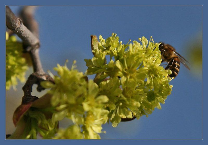Весна... фото превью