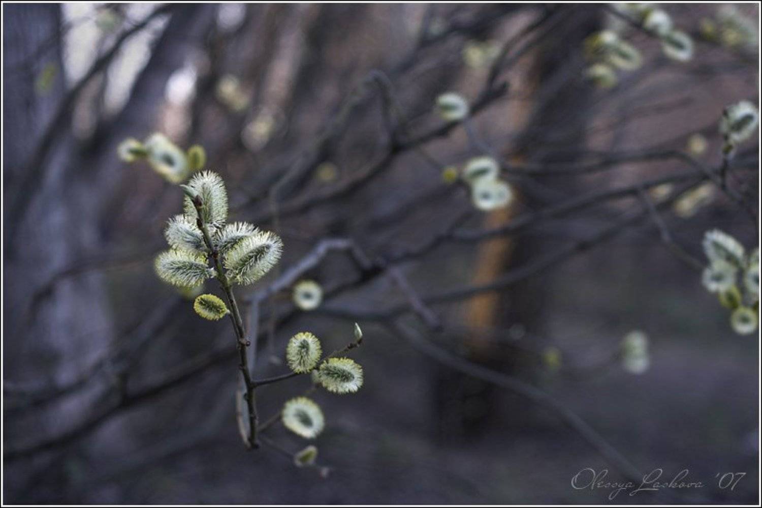 , Олеся Ласкова