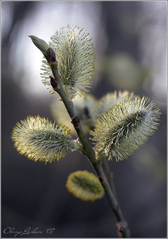еще солнышки фото превью