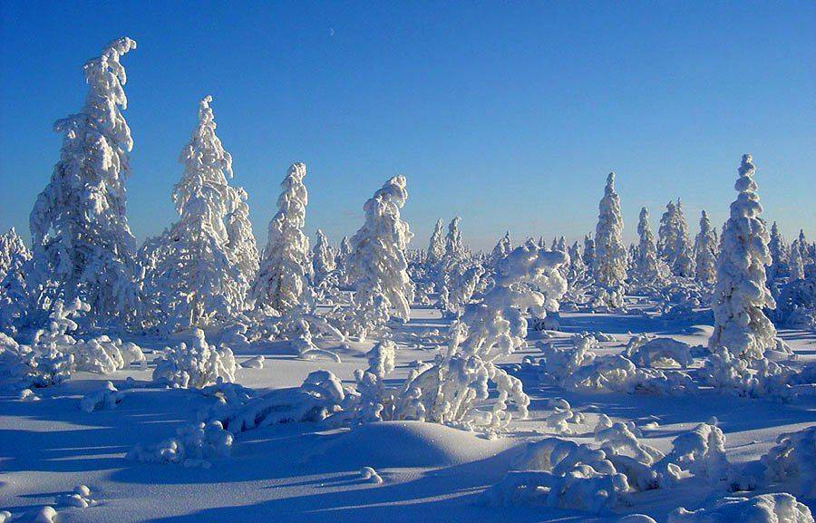тайга,мороз,зима,якутия, Солодухин Виктор