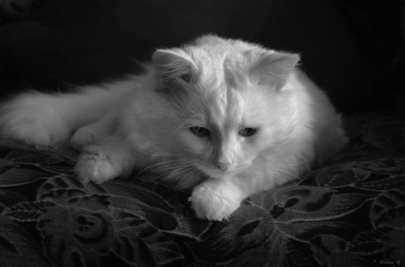 кот, зима, похожий На зиму похожий... фото превью