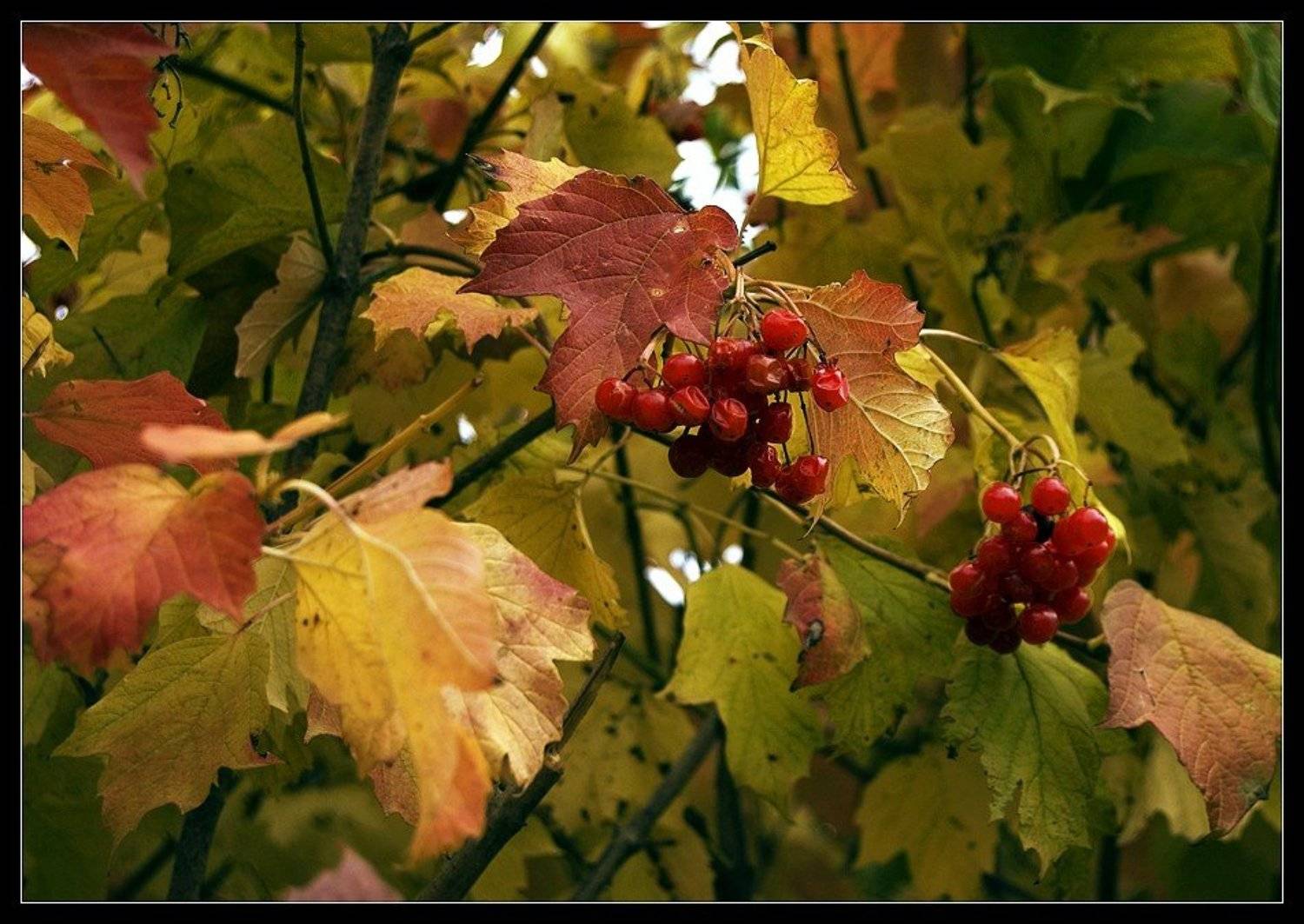 , Самолинов Андрей