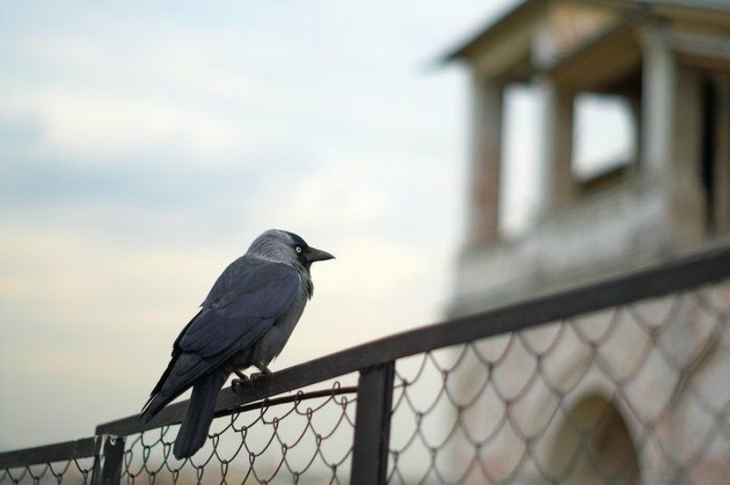 * * * фото превью