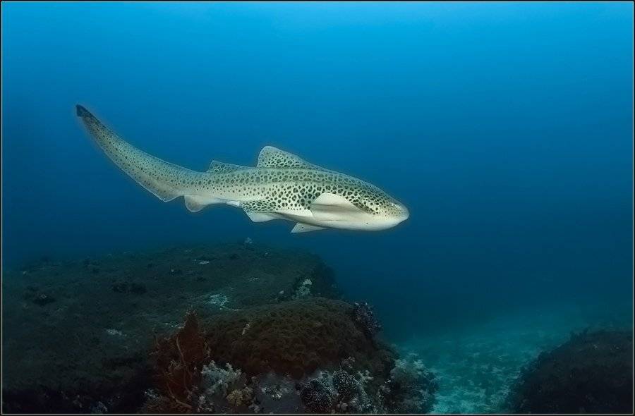 море, леопардовая акула, makedonskaja