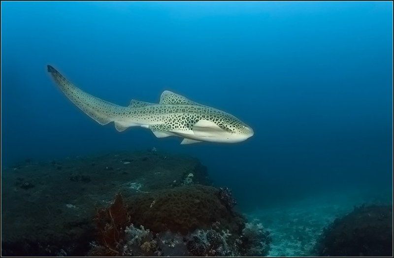 море, леопардовая акула Одинокая.. фото превью