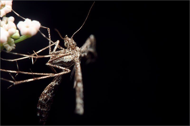 про крылья фото превью