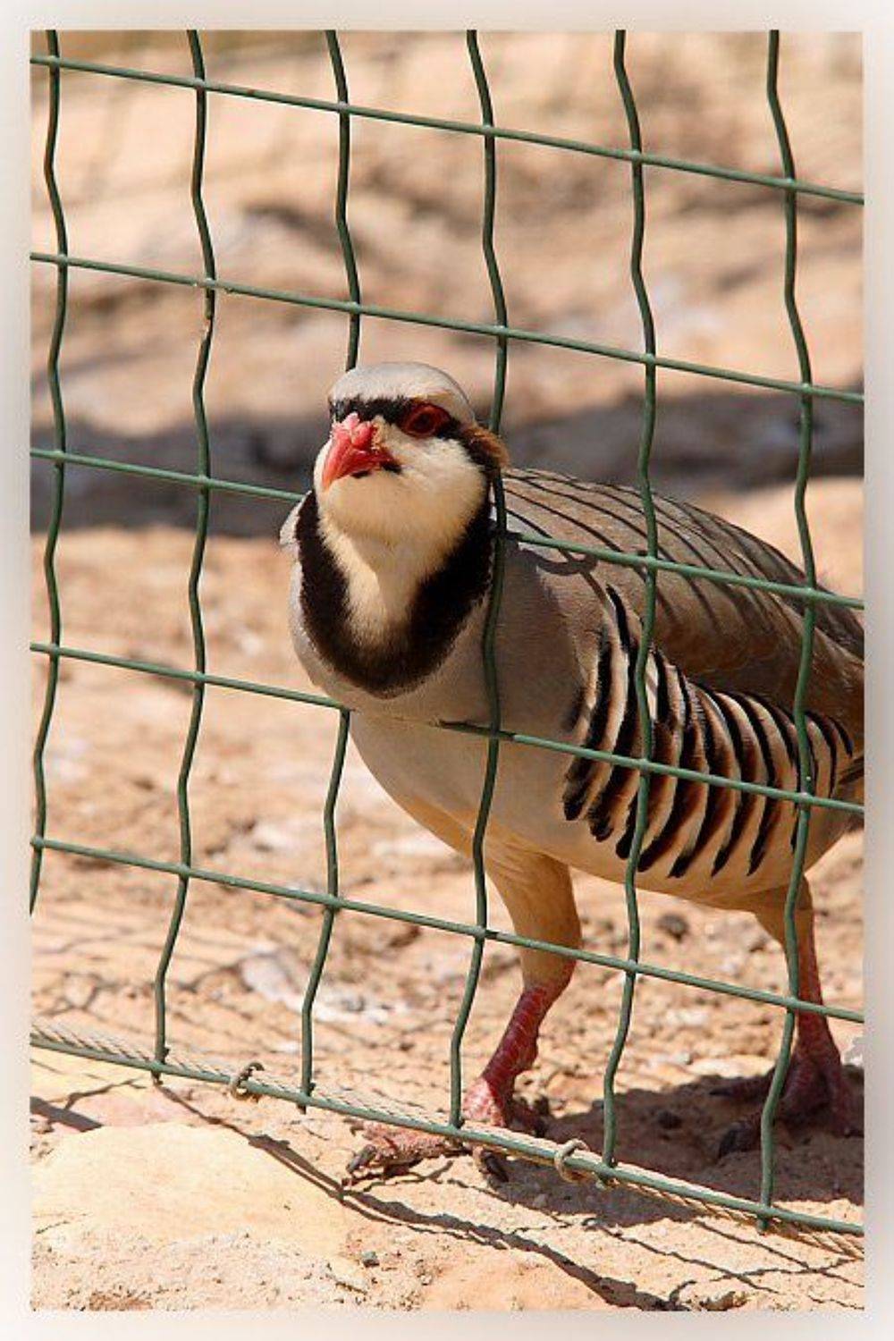 птичка ибис, denn68