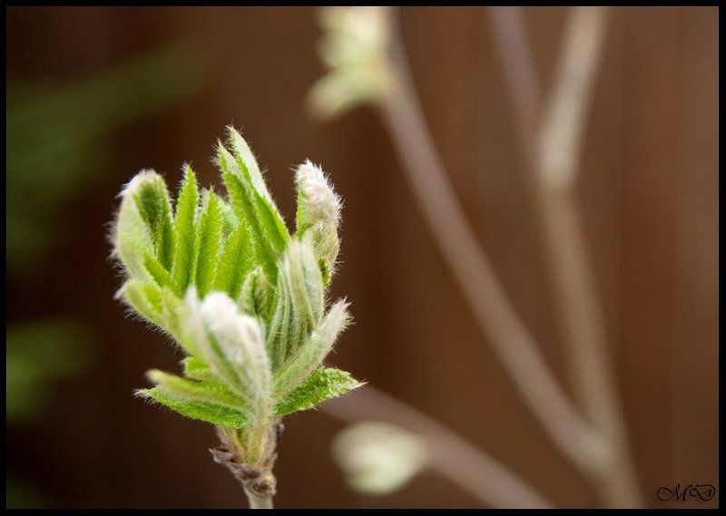 минимализм, весна, зеленый ,бутон Дотянуться до солнца фото превью
