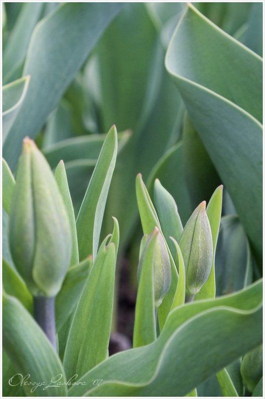 тюльпан, бутон, весна бутоны фото превью