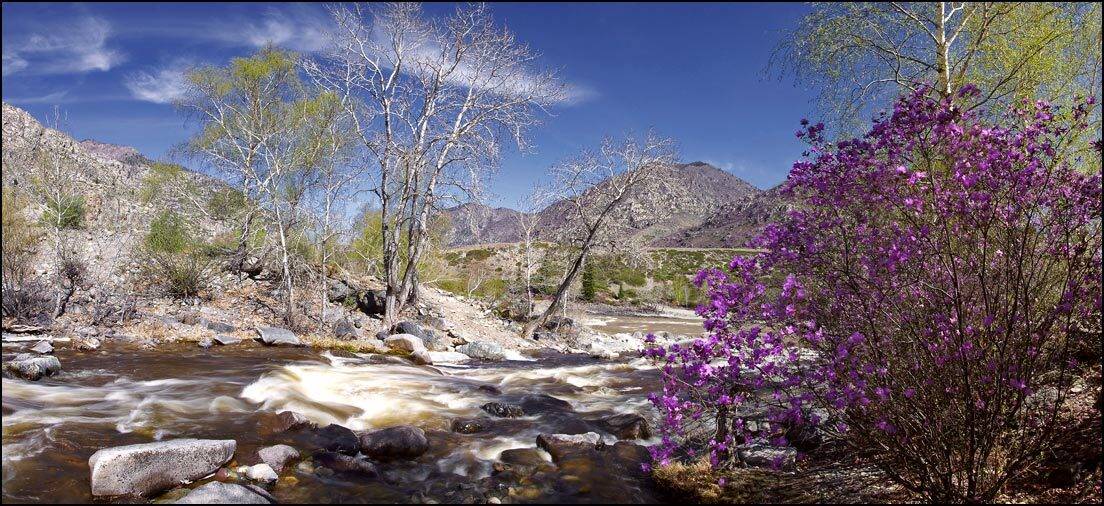 горы, алтай, горный алтай, ильгумень, река, весна, маральник, багульник, аня графова, Аня Графова