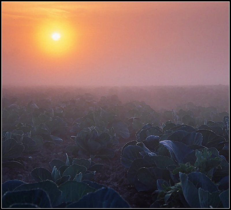Заячий сон фото превью
