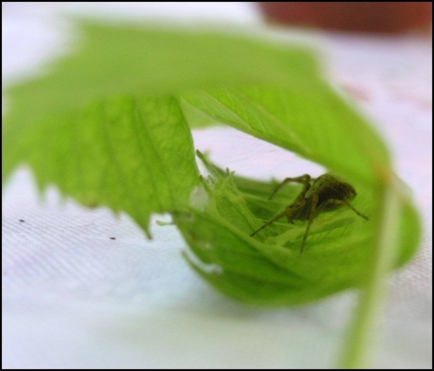 листок, насекомое, Sunshine