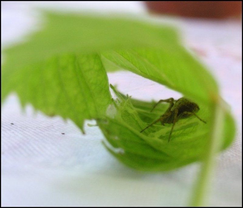 листок, насекомое Паучёк фото превью