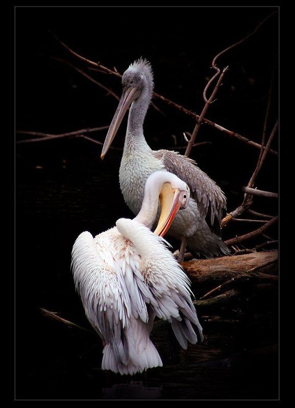 пеликан, птица, i_go А  НЕЧИСТЫМ ТРУБОЧИСТАМ... фото превью