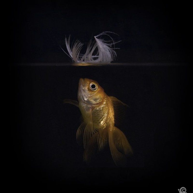 dream фото превью