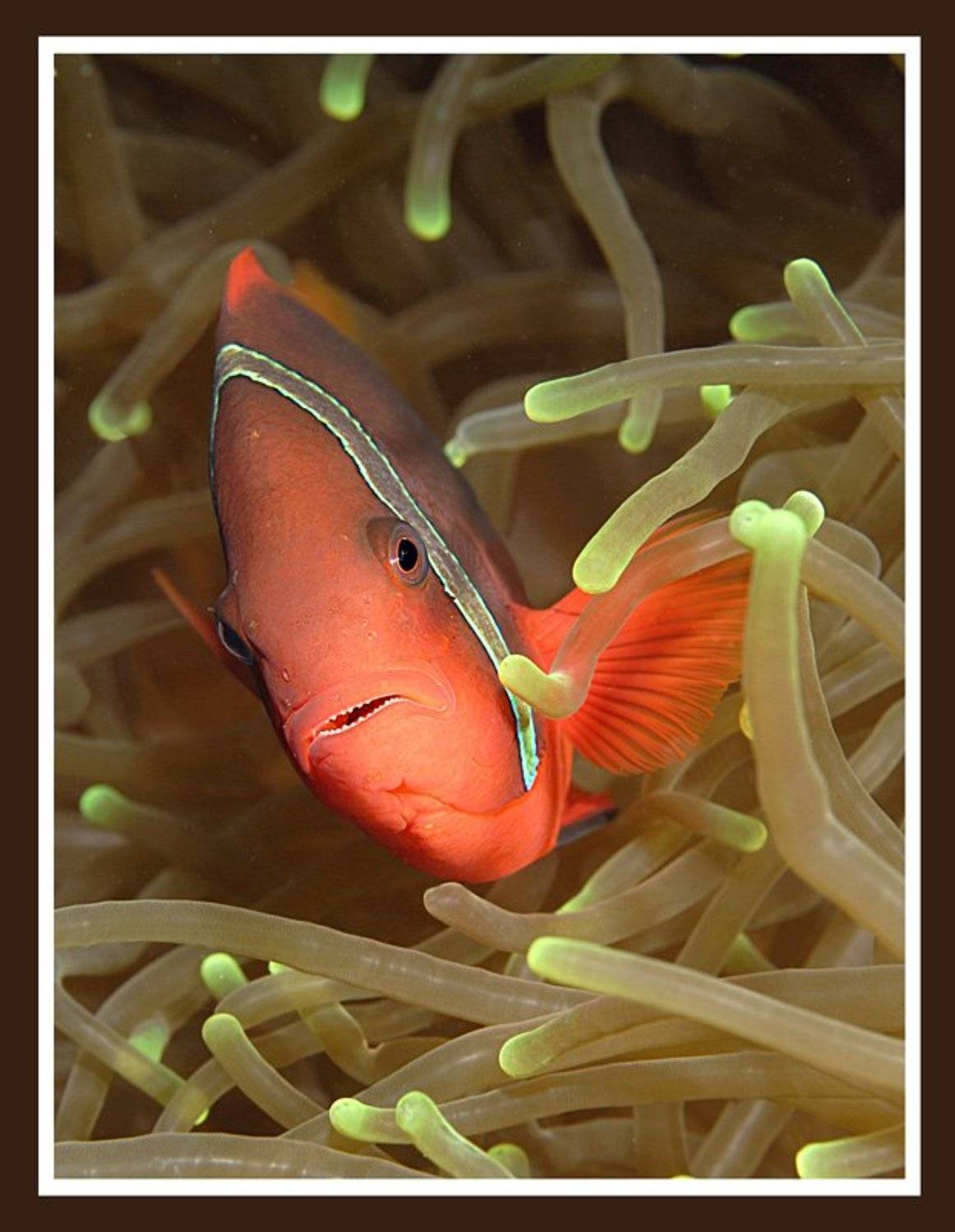 клоун, актиния., Медведева Елена