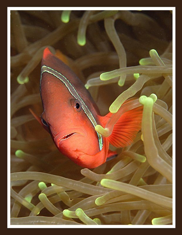 клоун, актиния. Огонёк фото превью