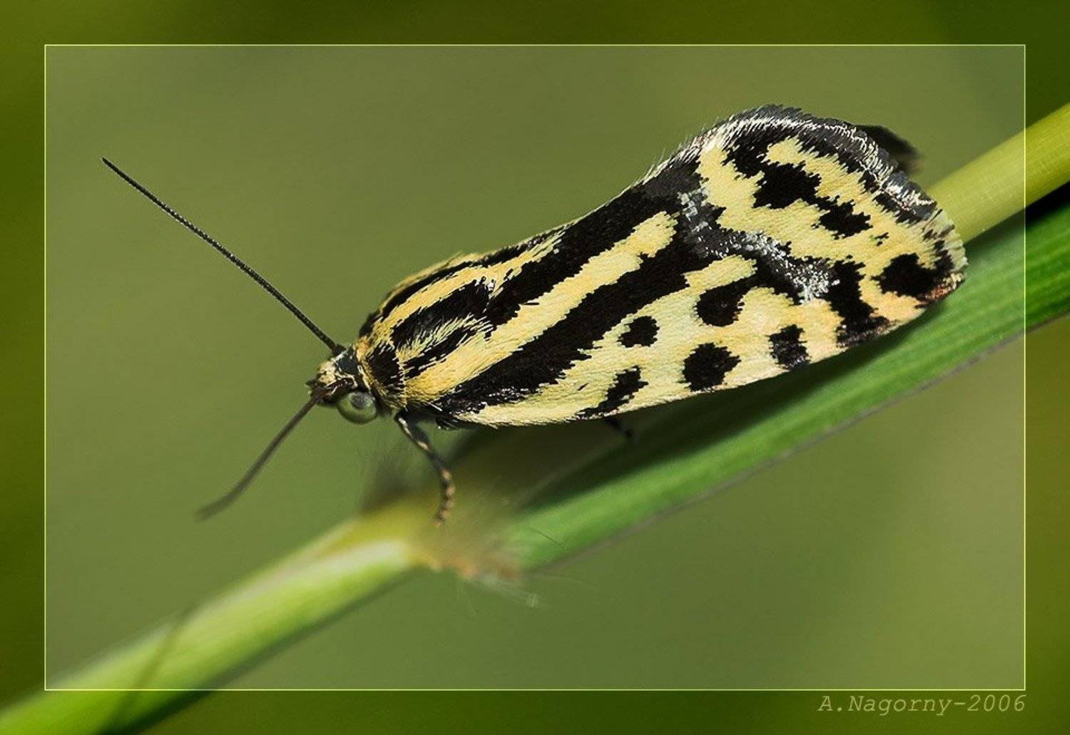 макро, фото, выставка, бабочка, совка, вьюнковая, emmelia, trabealis, acontiinae, совка, noctuidae, ФотоМаньяк