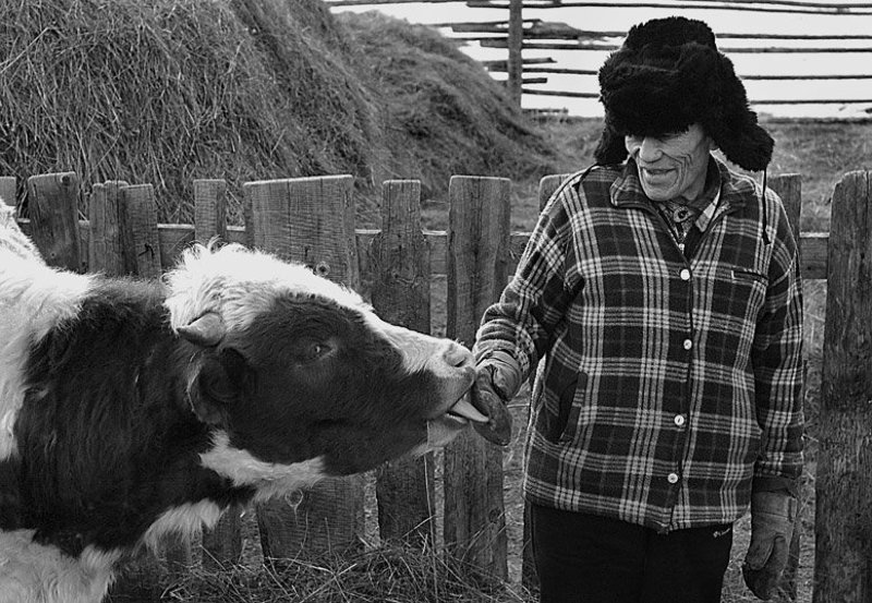 дед,деревня,корова,язык,гармония,момент,бурятия. Гармония. фото превью