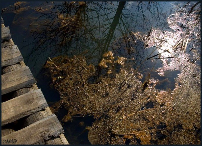 мостик,вода,весна,отражение,водоросли Тематическое фото превью