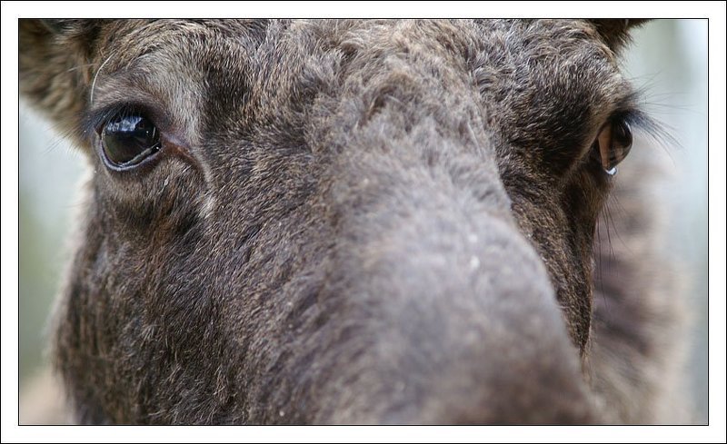 Лось... Просто лось фото превью