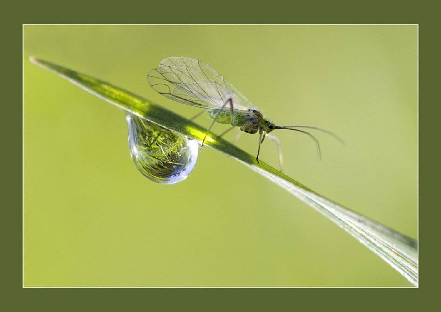 макро, Михаил Курцев
