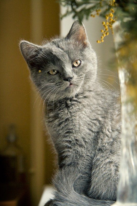 кот Тимка фото превью