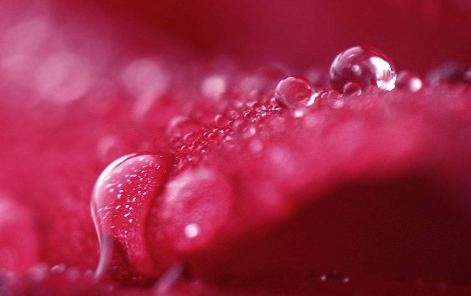 капля, роза, вода., VEB