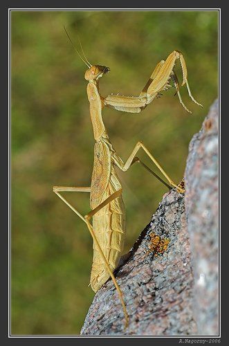 Богомол-пианист