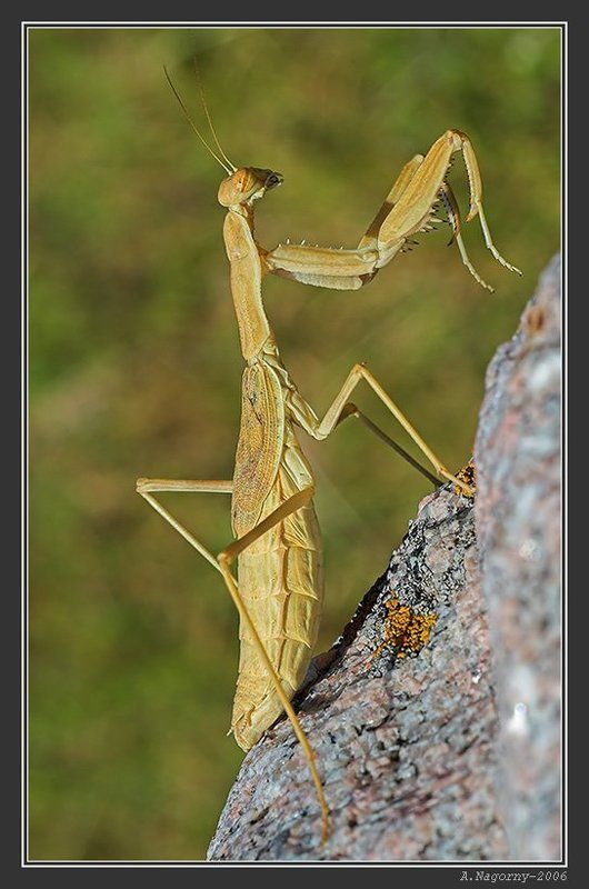 макро, насекомые, скалолаз, пианист, богомол, обыкновенный, mantis, religiosa, богомолы, manteidae, богомоловые, mantoptera Богомол-пианист фото превью