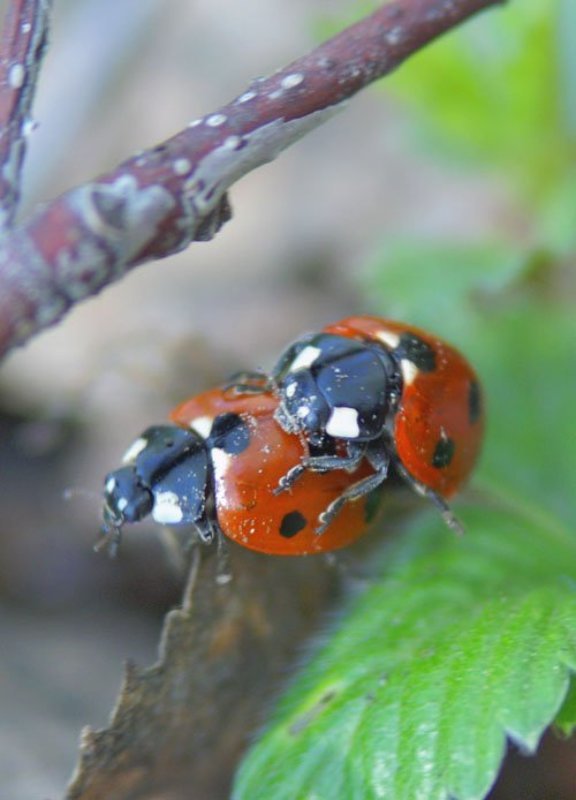 Sex in  the  big  forest фото превью