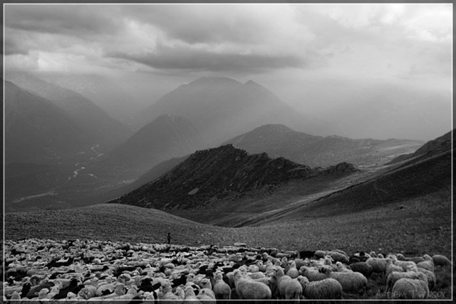 горы, стадо, бараны, овцы, архыз, Артём Тарасов