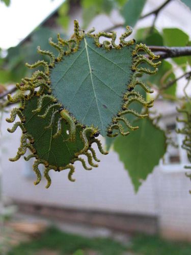 Бал сатаны или конец света