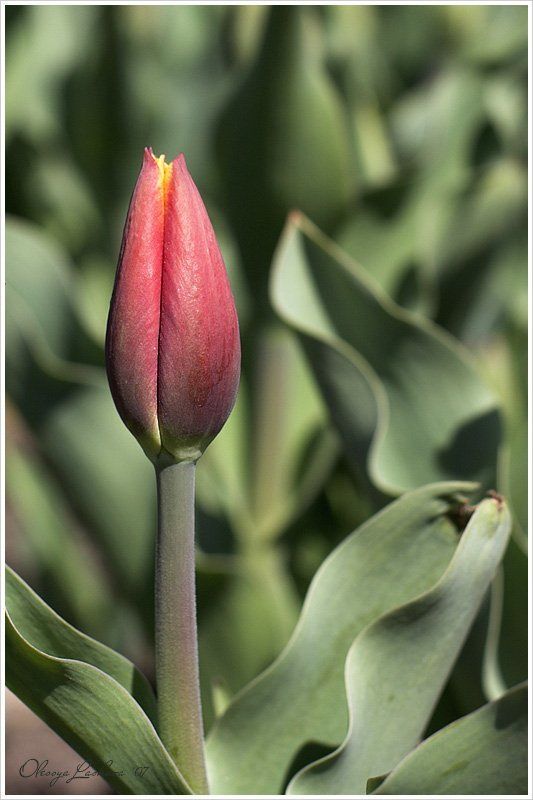 тюльпан, бутон, весна один фото превью