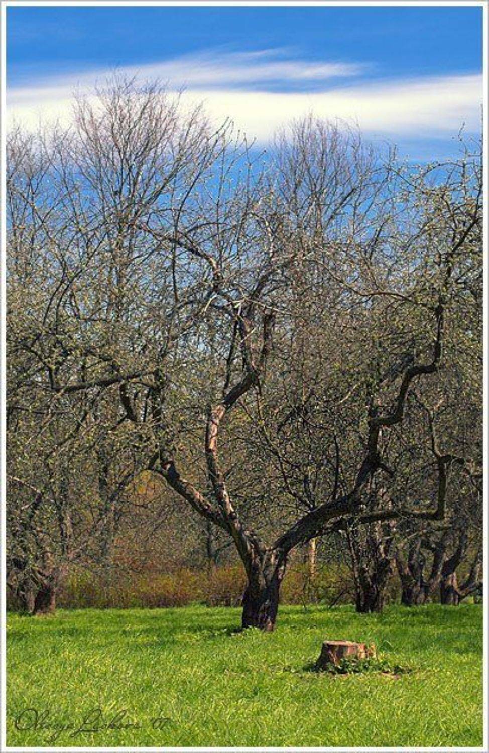 парк, весна, яблоня, пень, яркие краски, Олеся Ласкова