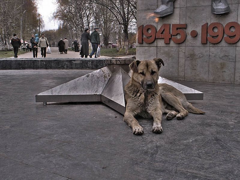 собака, огонь, памятник, праздник, праздник Верный друг фото превью