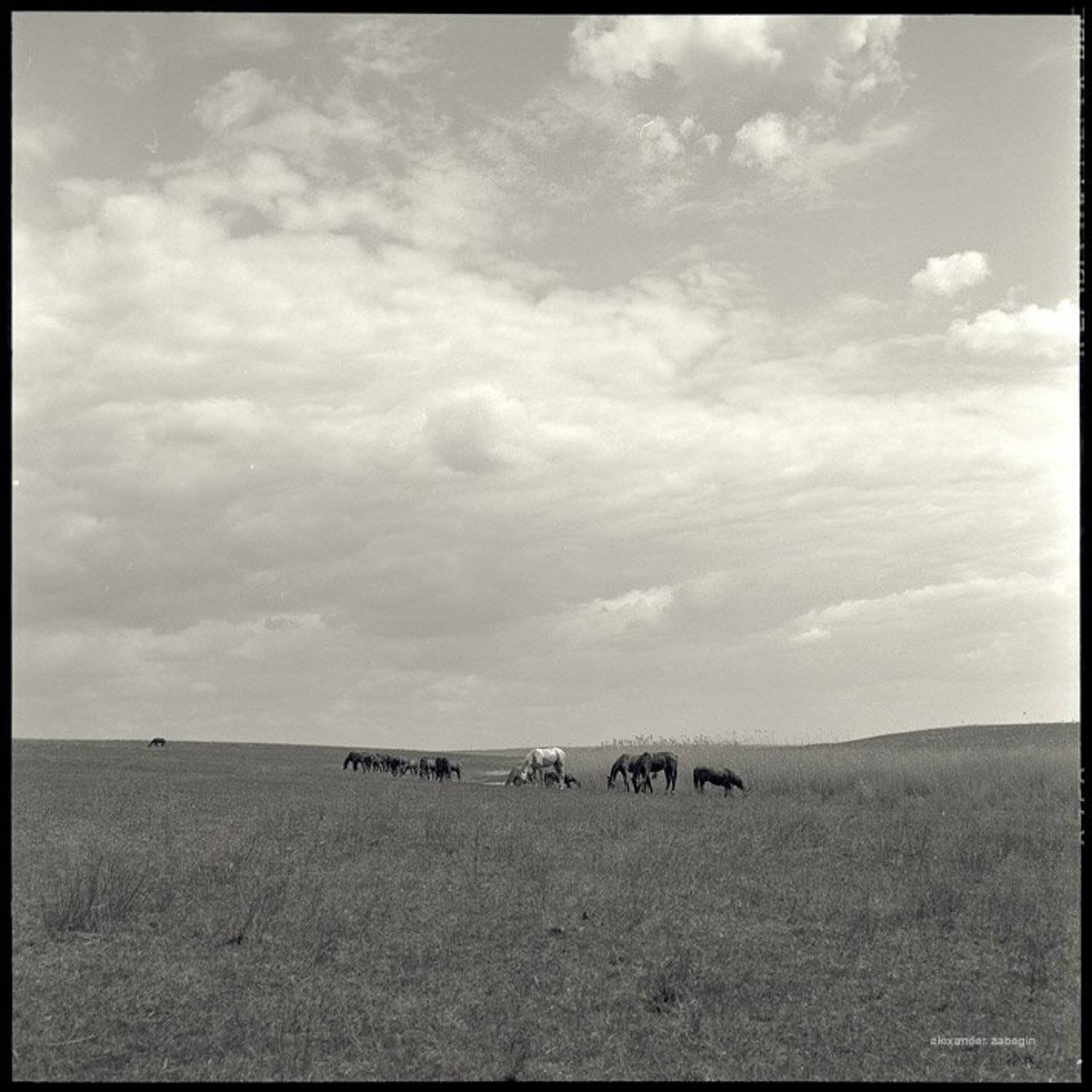 лошадь, лошади, конь, horses, horse, equi, zabegin, Alexander Zabegin