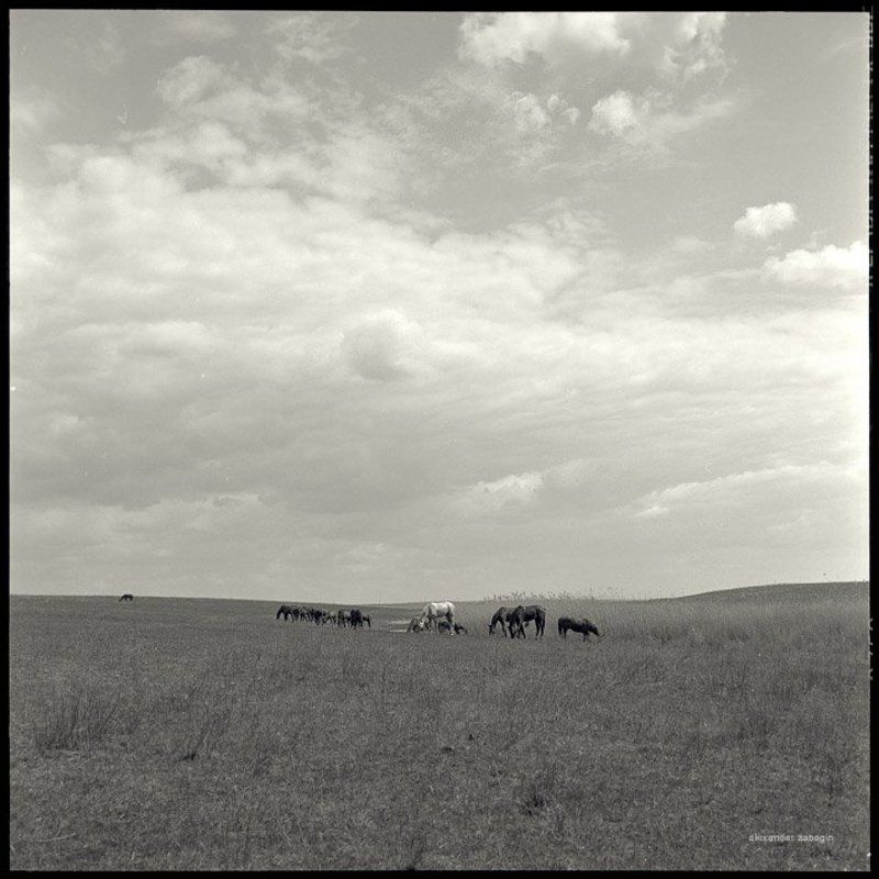 лошадь, лошади, конь, horses, horse, equi, zabegin *** фото превью