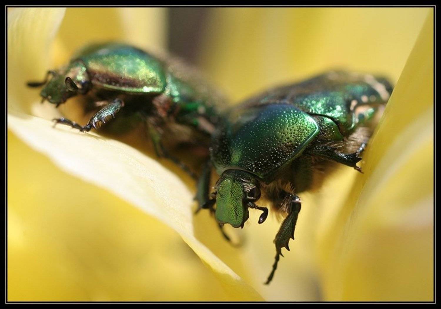 жук, бронзовка, макро, i_go, i_GO