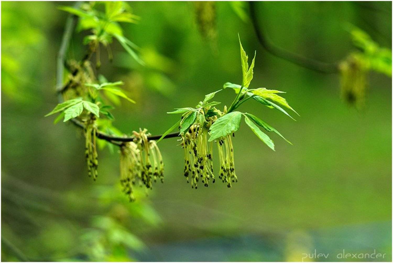 молодо,зелено,листья,клен,тест,д200,helios-40 1,5\85, Александр Путев