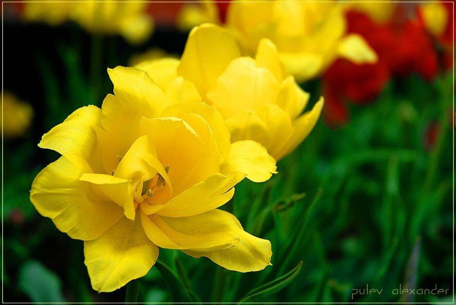 тюльпаны,праздник,день,победы, Александр Путев