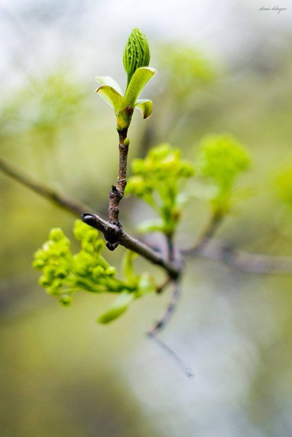 природа, Денис Клюев