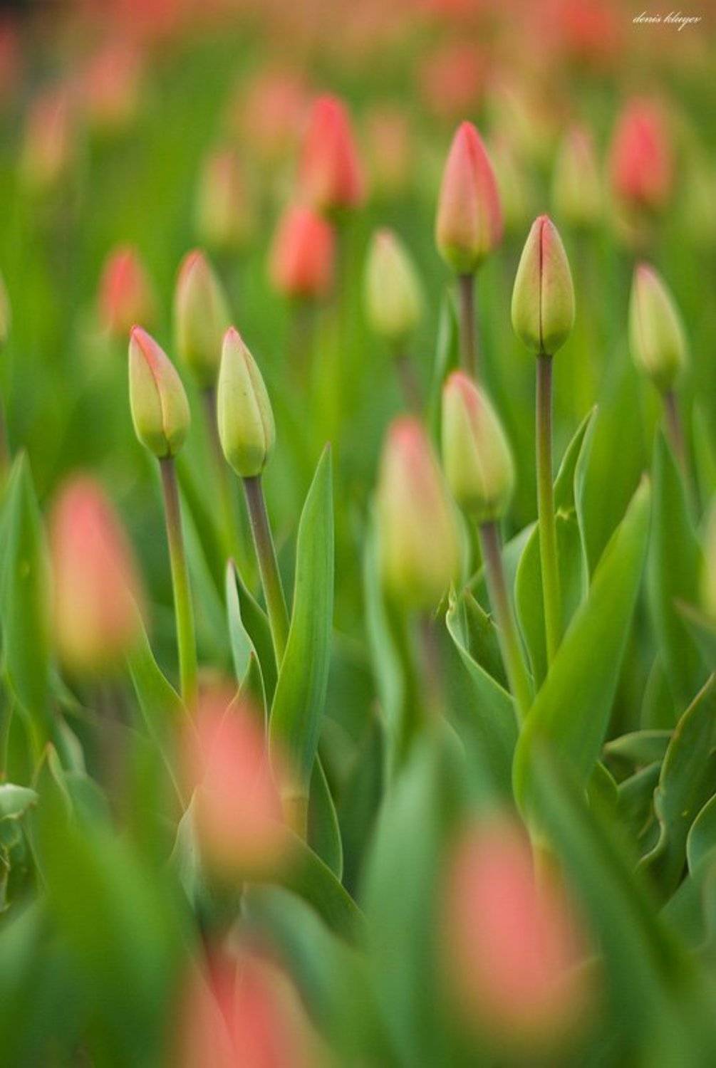 тюльпаны, Денис Клюев