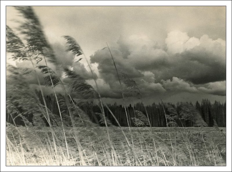 поле, трава, ветер, чб, черно-белое Ветер в поле фото превью