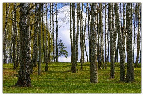 Березовый Парад Победы