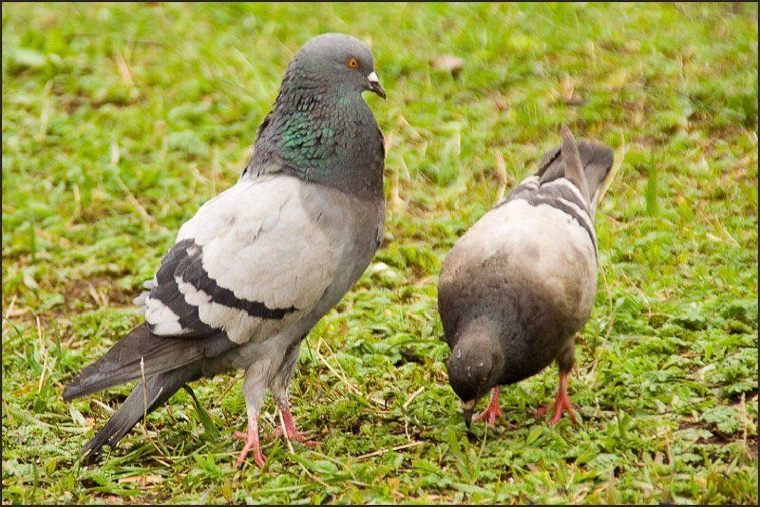 голуби, Братаев Юра