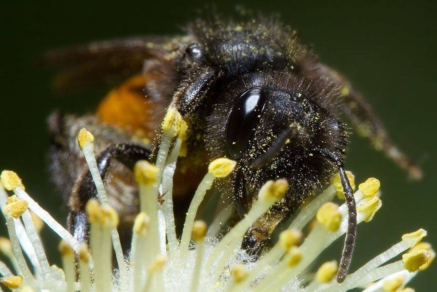 верба, весна, пчела, Gleb